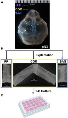 Harnessing a Feasible and Versatile ex vivo Calvarial Suture 2-D Culture System to Study Suture Biology